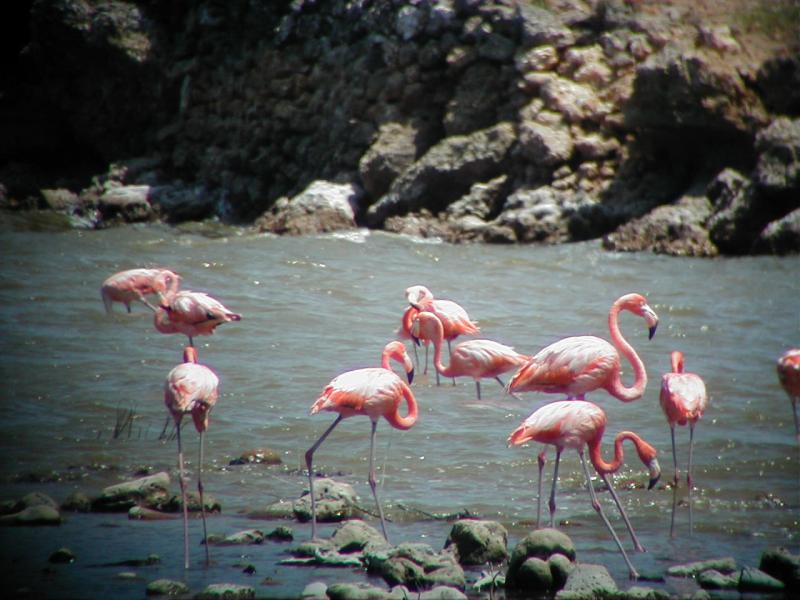 American Flamingo, Washington-Slagbaai National Park, Bonaire, Jeff Wells, Maine